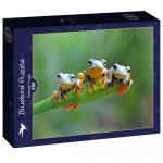 Puzzle 500 pièces – Friendly Frogs
